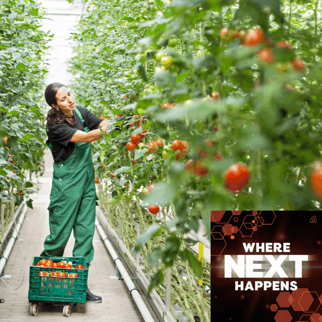 Worker in green overalls harvests ripe tomatoes inside a greenhouse, placing them in a crate, with text overlay reading “WHERE NEXT HAPPENS.”